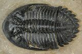 Detailed Hollardops Trilobite - Foum Zguid, Morocco #363118-1